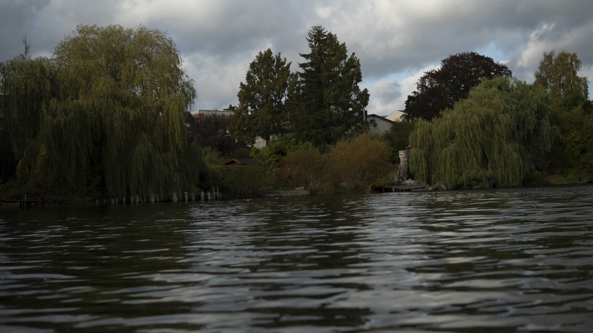 Schwentine mit Trauerweiden
